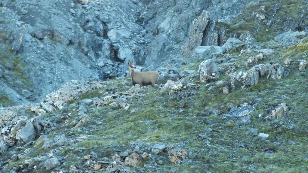 Chamois on the slopes of Mt Valiant
