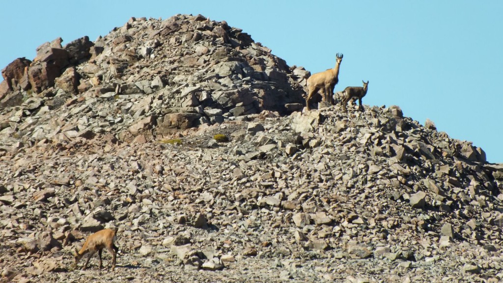 Chamois on the Savannah Range