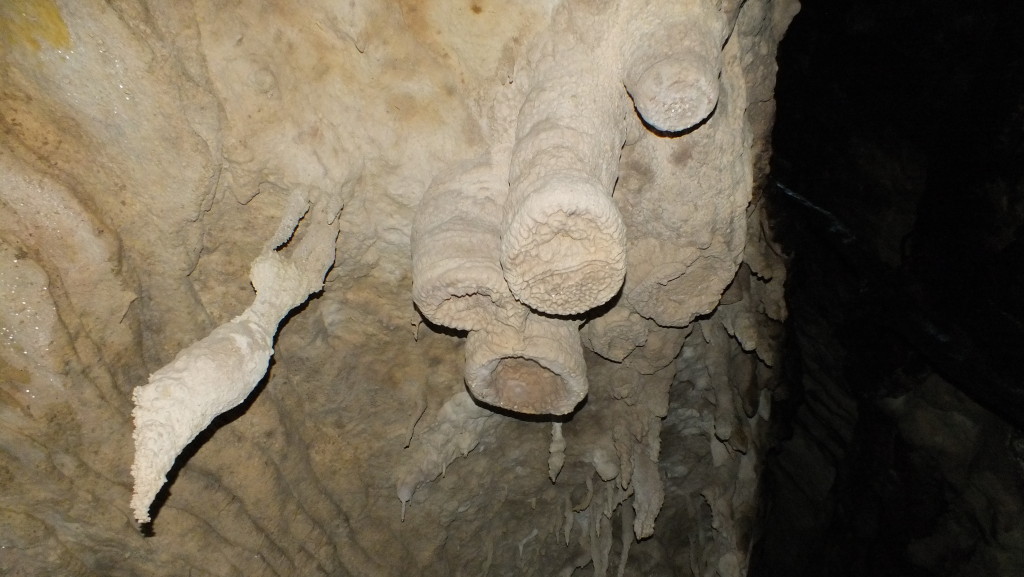 Elephant feet